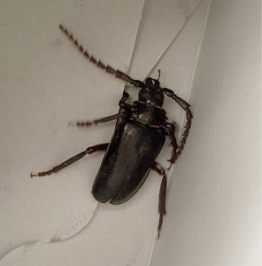 longhorned beetle